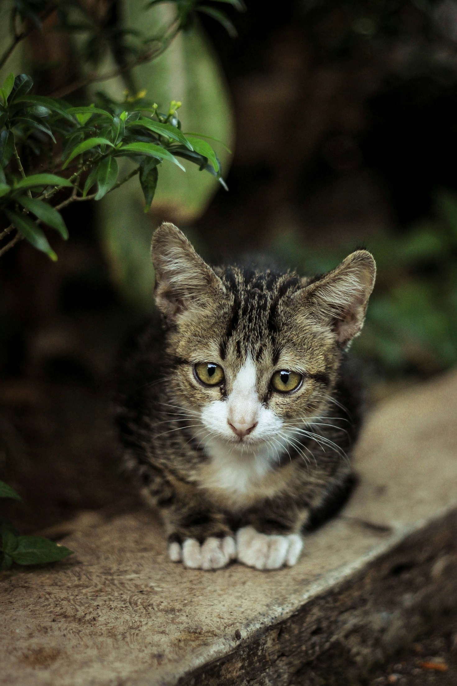 Consejos prácticos para ayudar a gatos callejeros