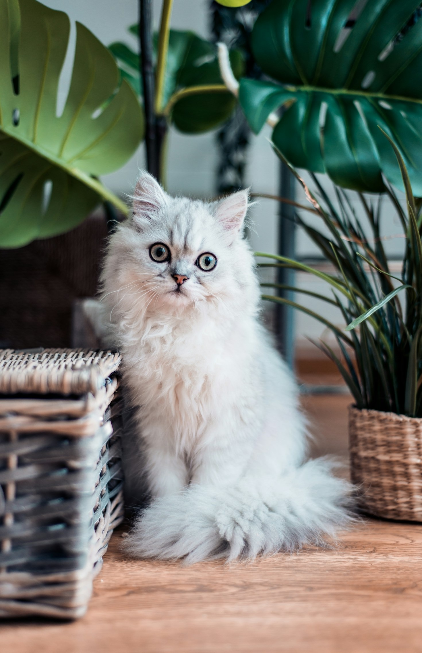 El impacto positivo de la adopción de gatos sin hogar