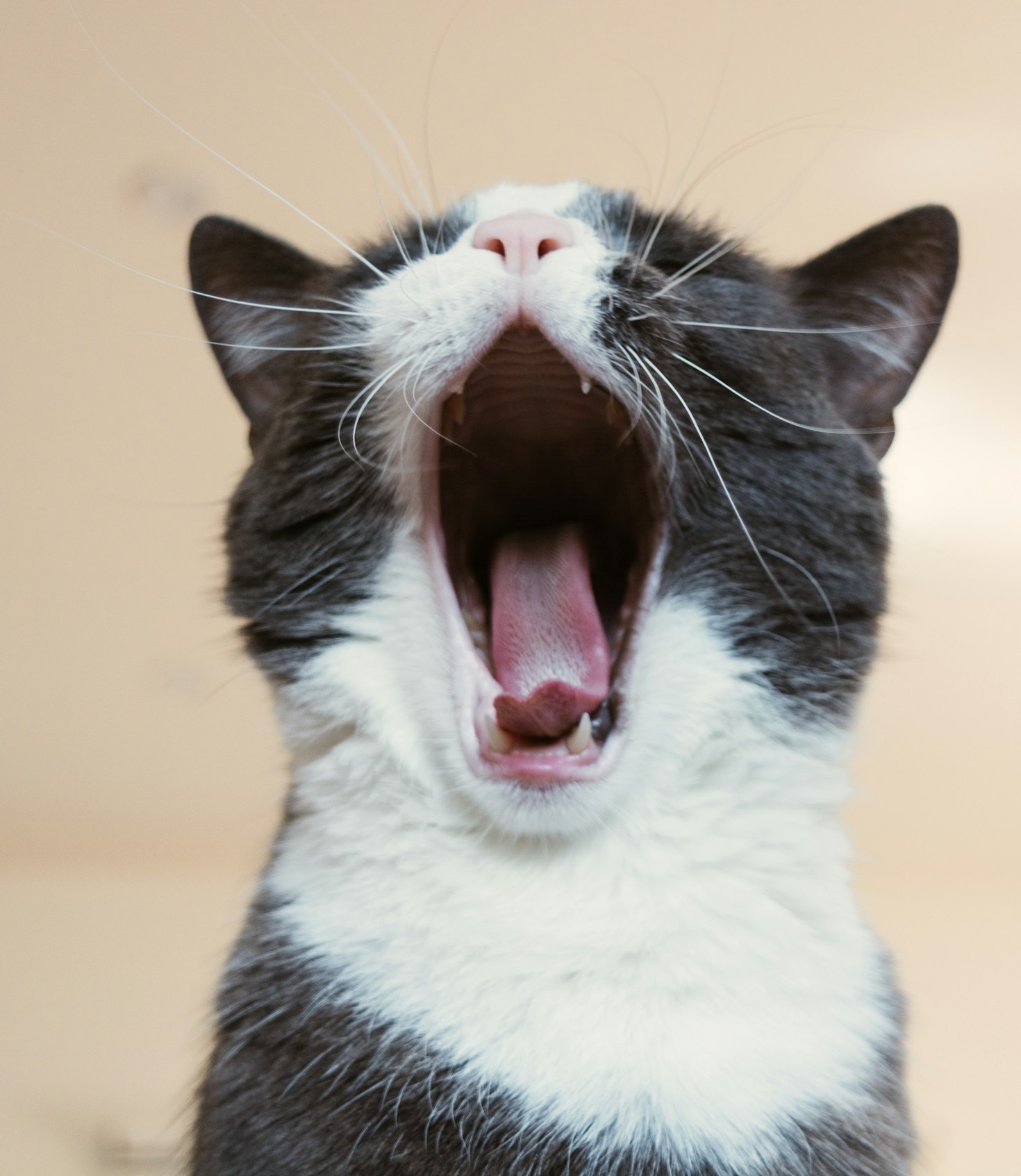Beneficios de esterilizar gatos callejeros